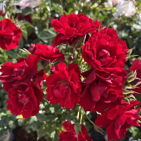 Red flowering plant with ruffled petals and green leaves, close-up blossoms