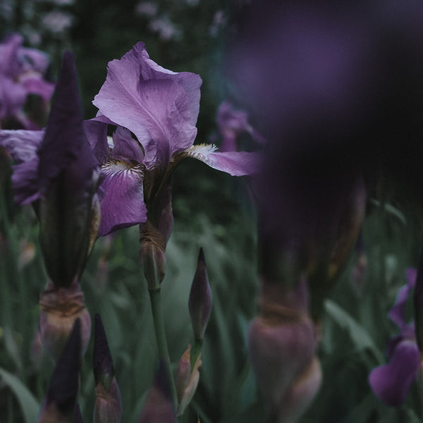 Bearded Iris