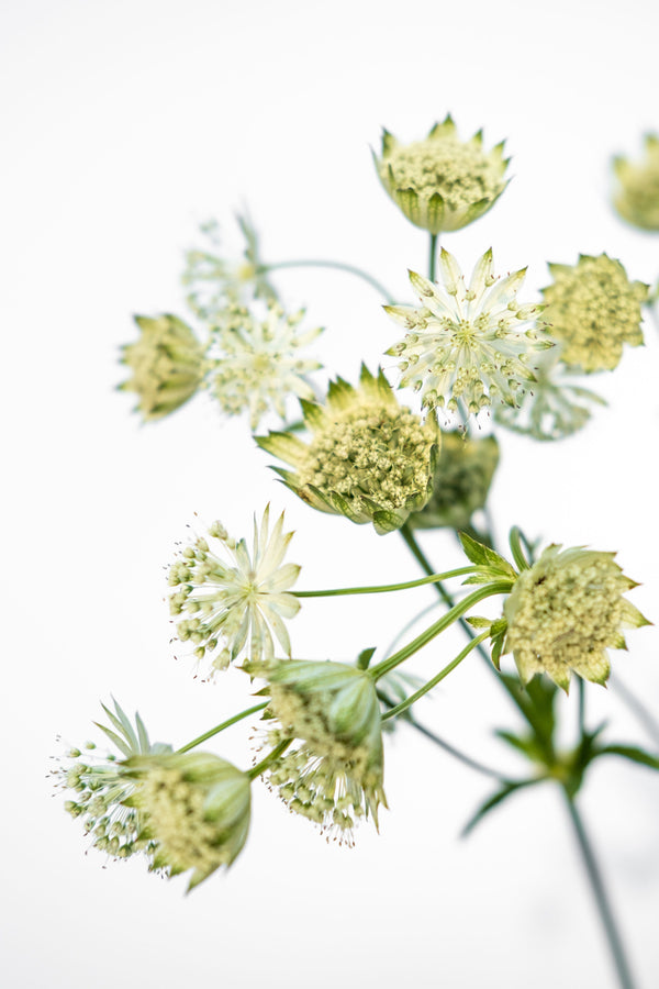 Astrantia
