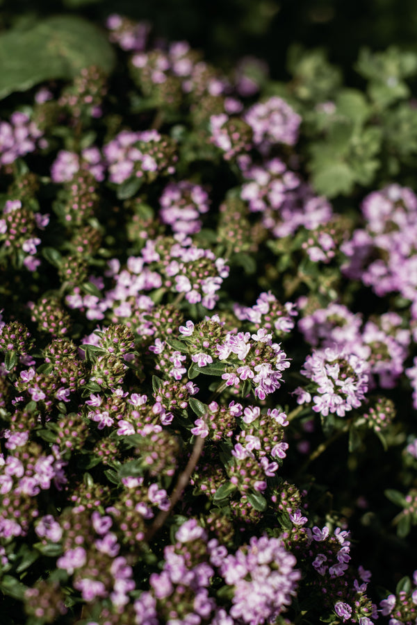 Thyme