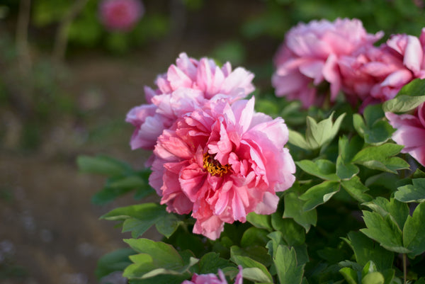 Peony