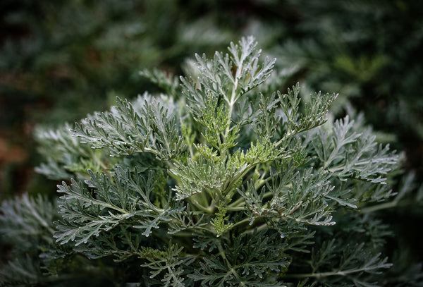 Artemisia