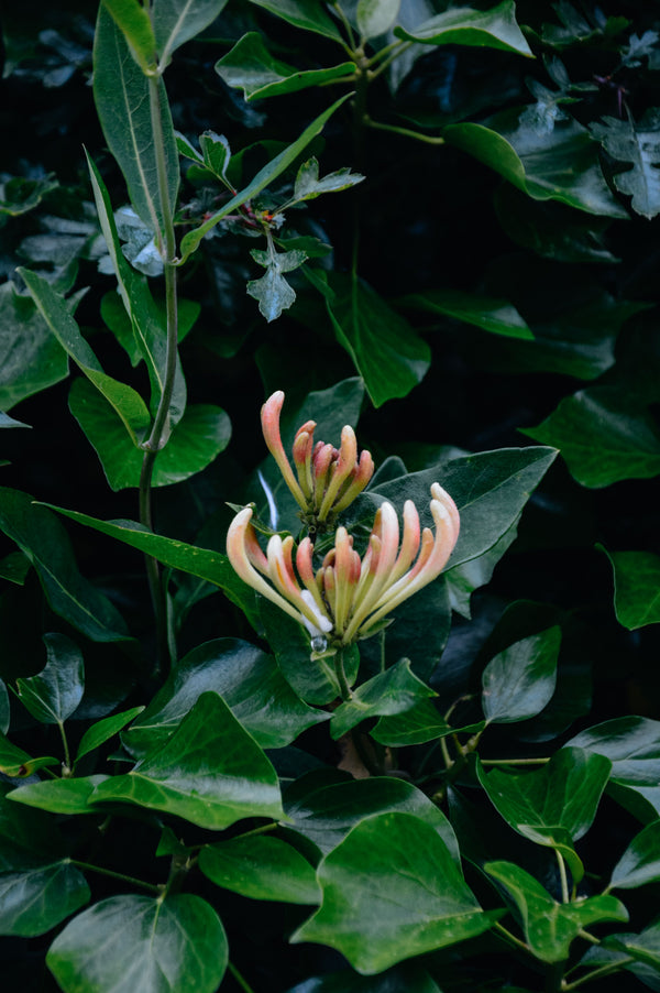 Honeysuckle