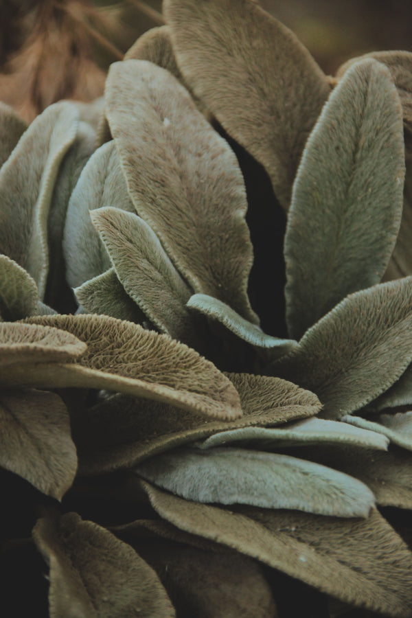 Lamb's Ear